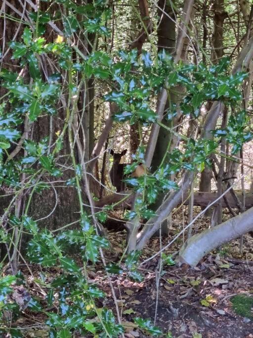 Deer Vue