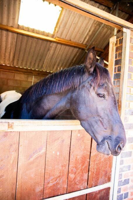 Apartamento Sleep Next To A Horse In A Stable By The !
