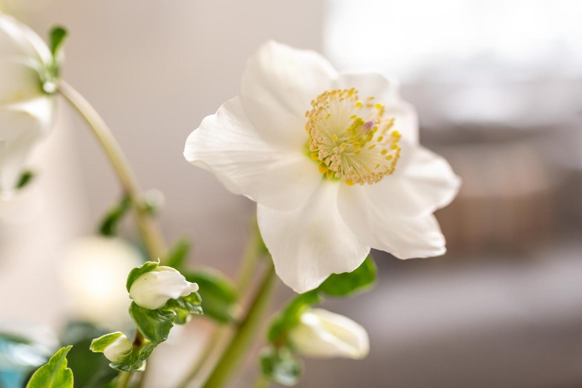 Apartment Cathedral View - An Exclusive Private On Cathedral Green, *