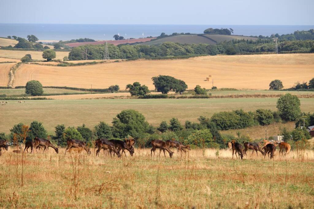 Deer Vue Hébergement de vacances Exeter